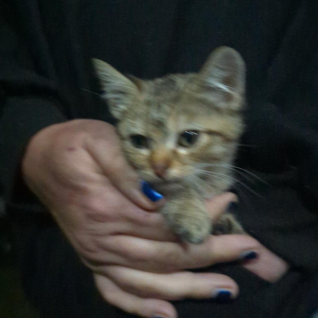 Skully, Adoptable, Young Female American Shorthair.