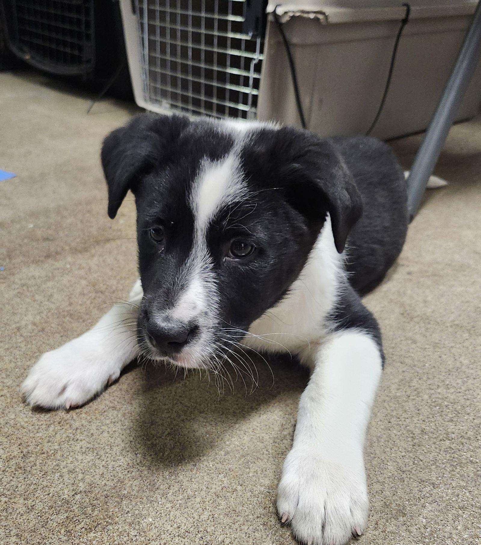 Enlarge Charles, a Adopted mixed breed in Hillside, IL image 1/2