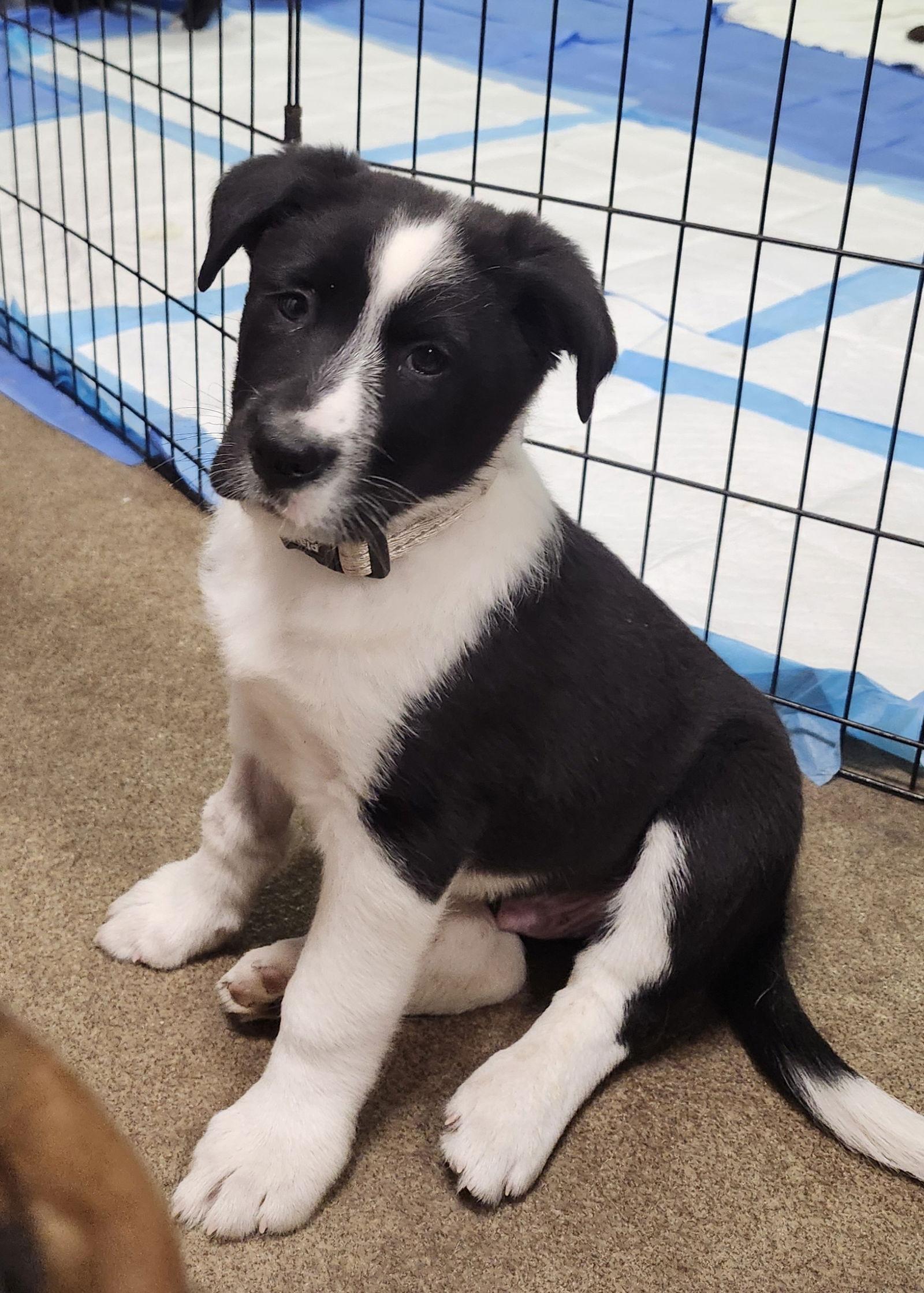 Enlarge Charles, a Adopted mixed breed in Hillside, IL image 2/2