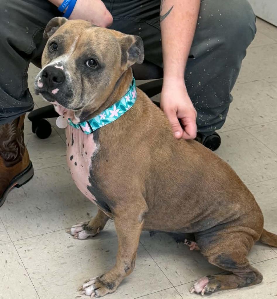 Enlarge Sadie, a Adoptable Pit Bull Terrier in Waverly, TN image 2/2