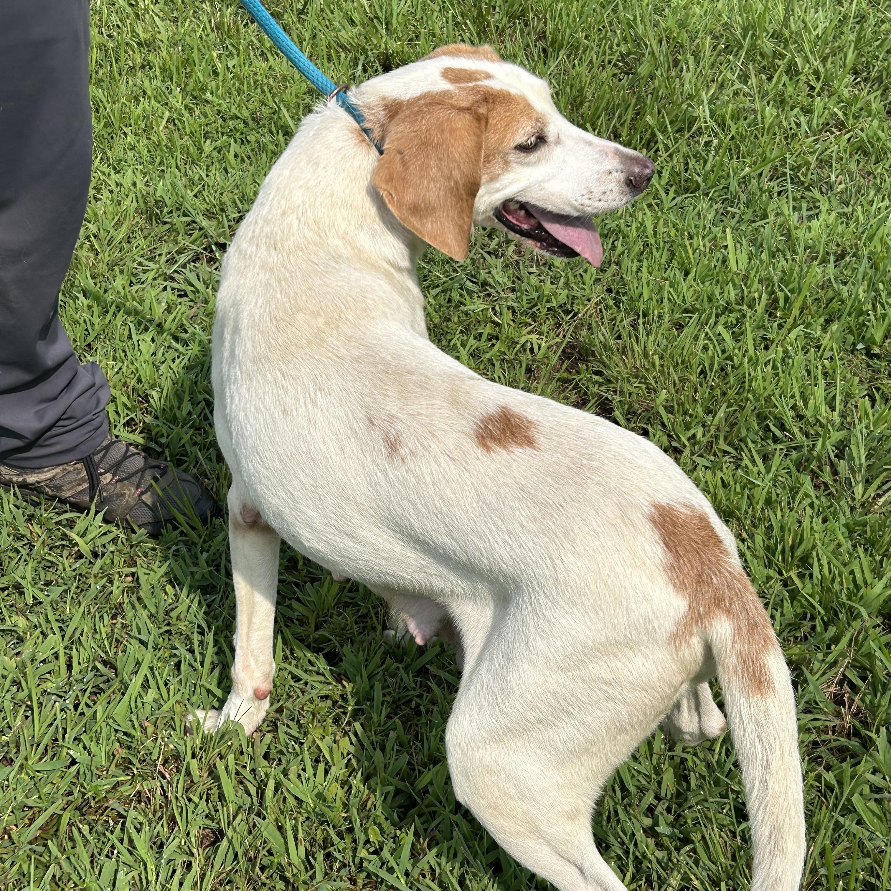 Lisa, a ADOPTABLE Hound in Charles City, VA image 5/5