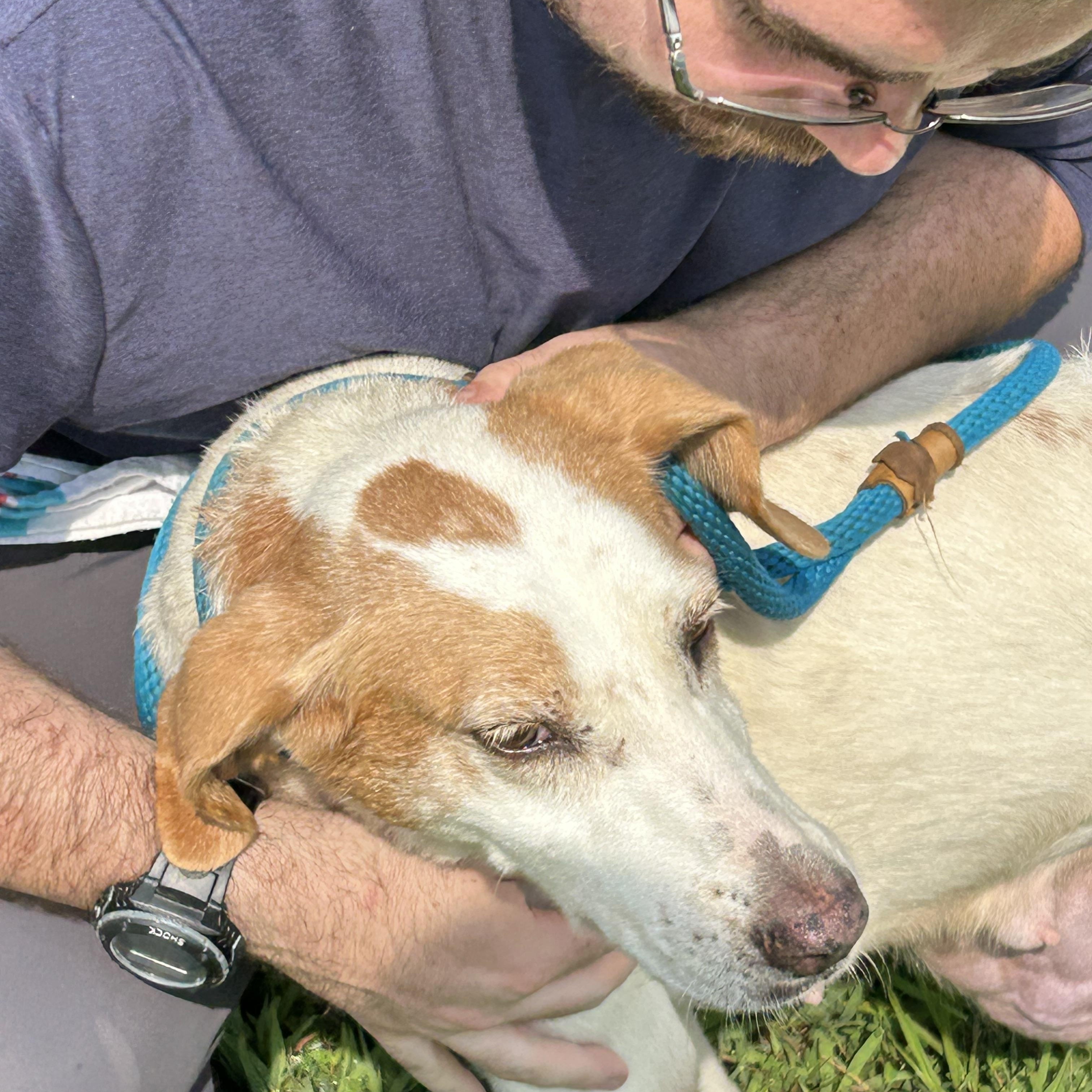 Lisa, a ADOPTABLE Hound in Charles City, VA image 1/5