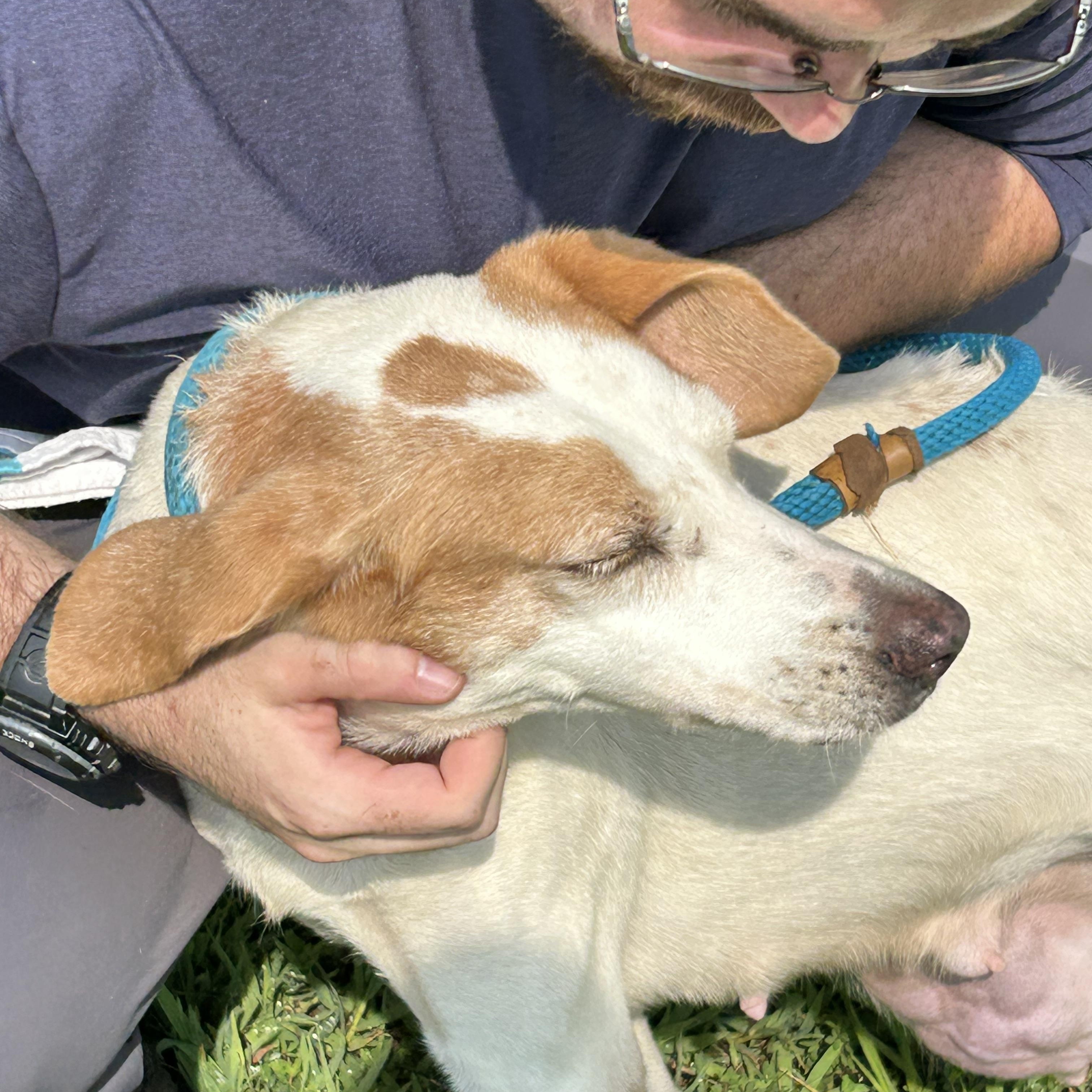 Lisa, a ADOPTABLE Hound in Charles City, VA image 4/5