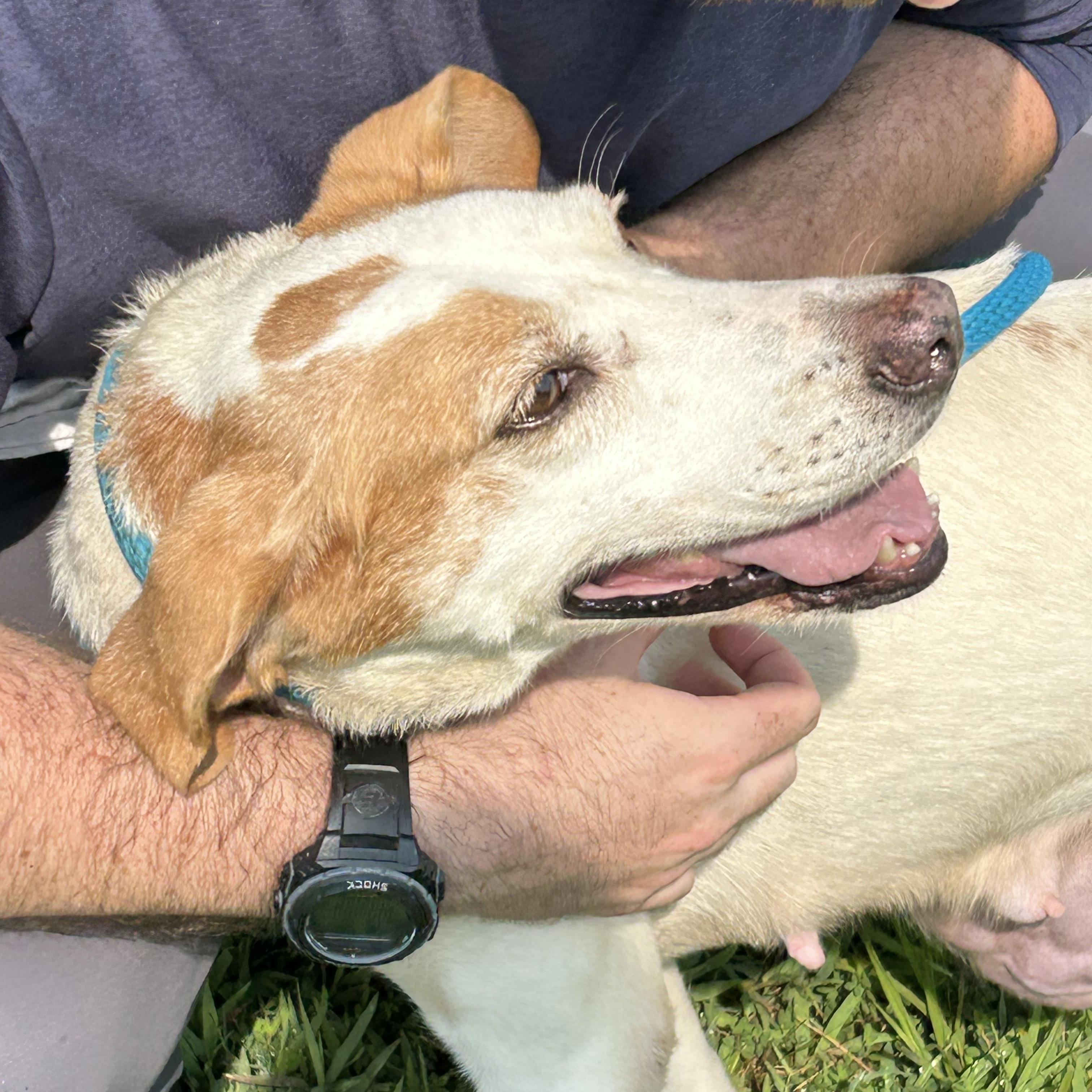 Lisa, a ADOPTABLE Hound in Charles City, VA image 3/5