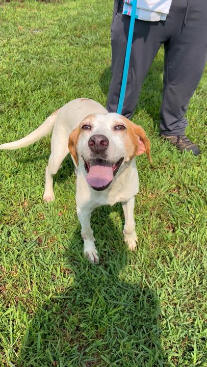 Enlarge Lisa, a ADOPTABLE Hound in Charles City, VA video 2/5