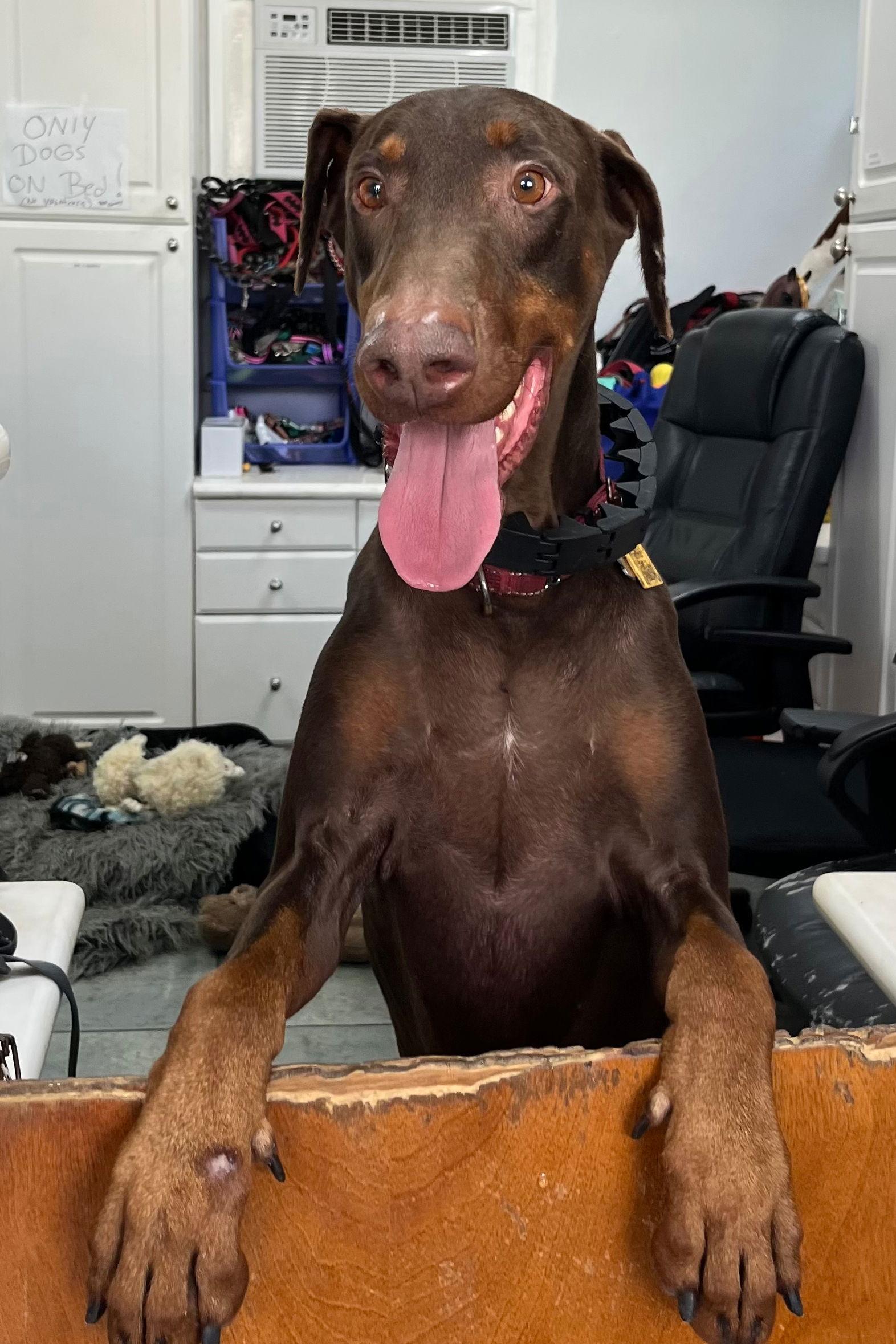 Jack 3265, Adoptable, Adult Male Doberman Pinscher.