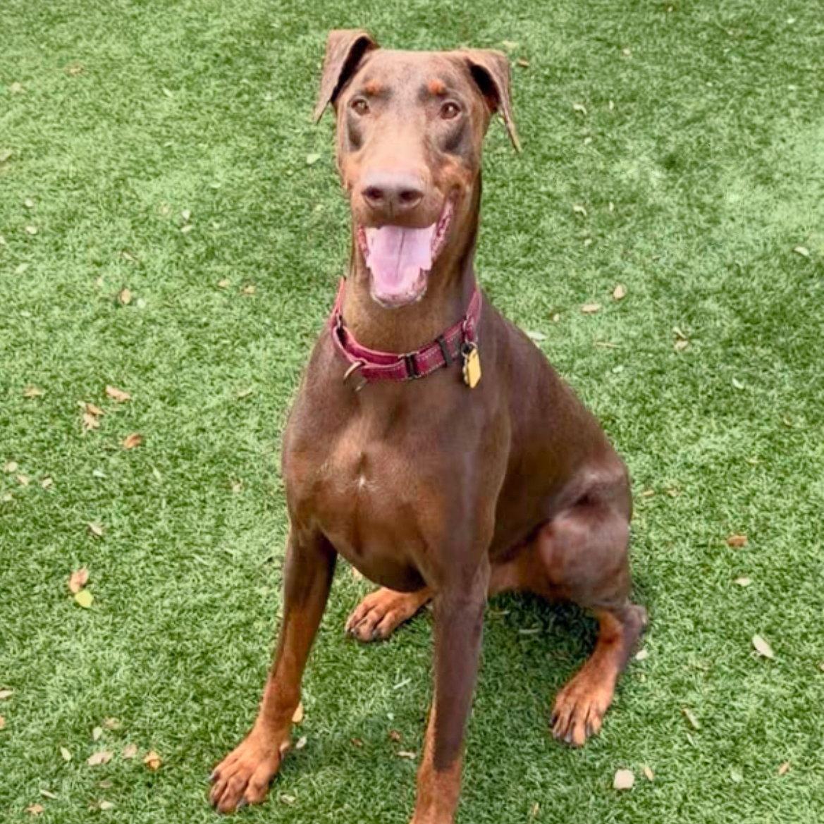 Enlarge Jack 3265, a Adoptable Doberman Pinscher in Oakland Park, FL image 2/3