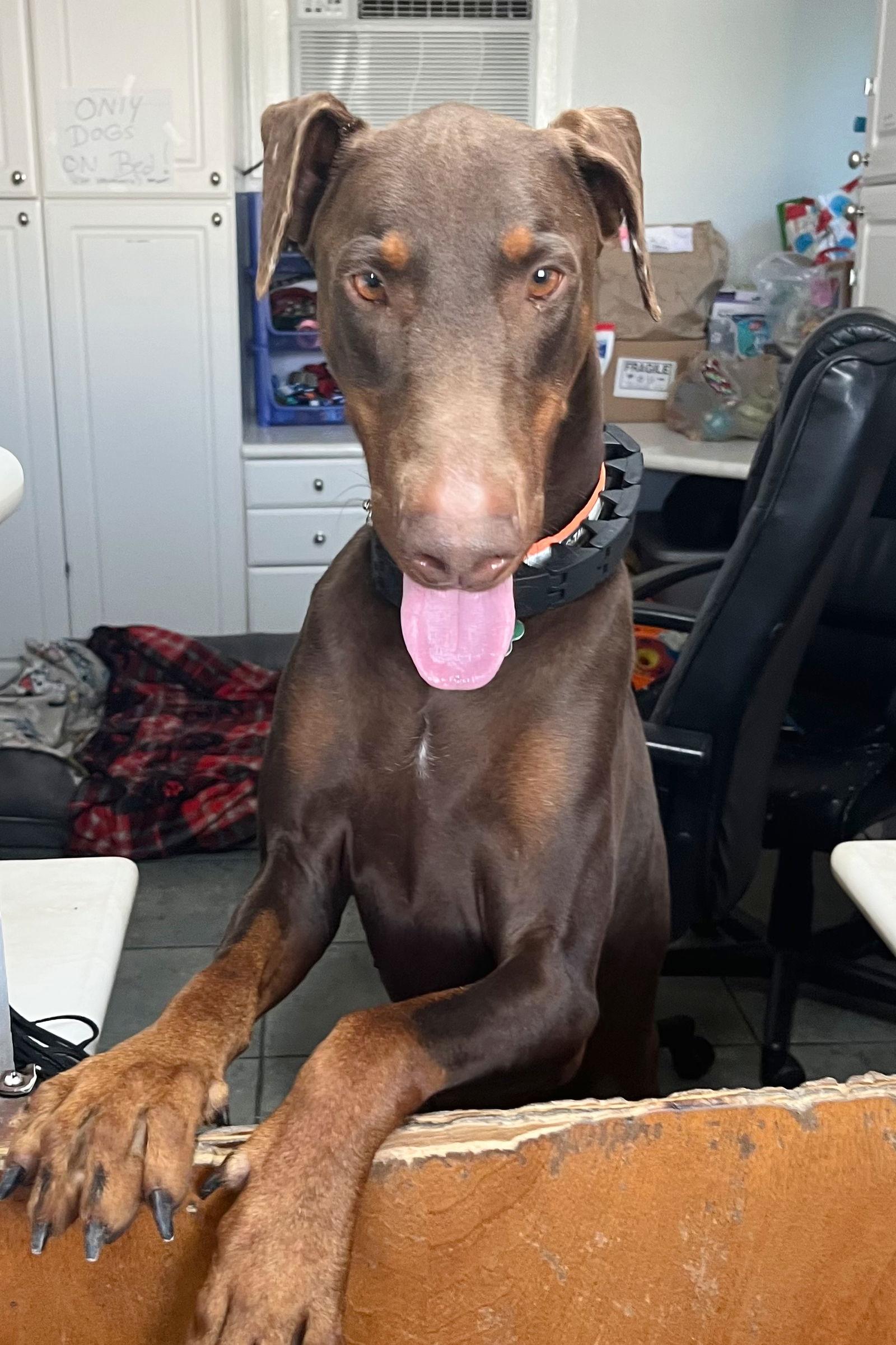 Jack 3265, Adoptable, Adult Male Doberman Pinscher.