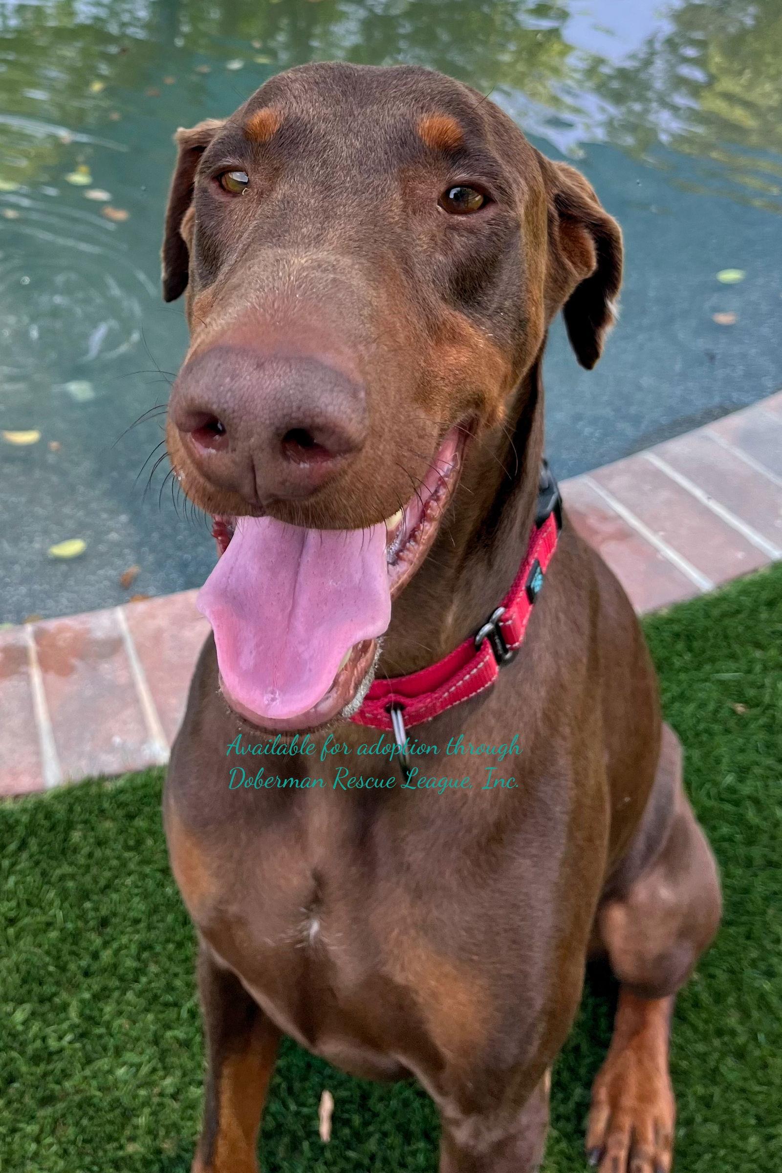 Enlarge Jack 3265, a Adoptable Doberman Pinscher in Oakland Park, FL image 2/3