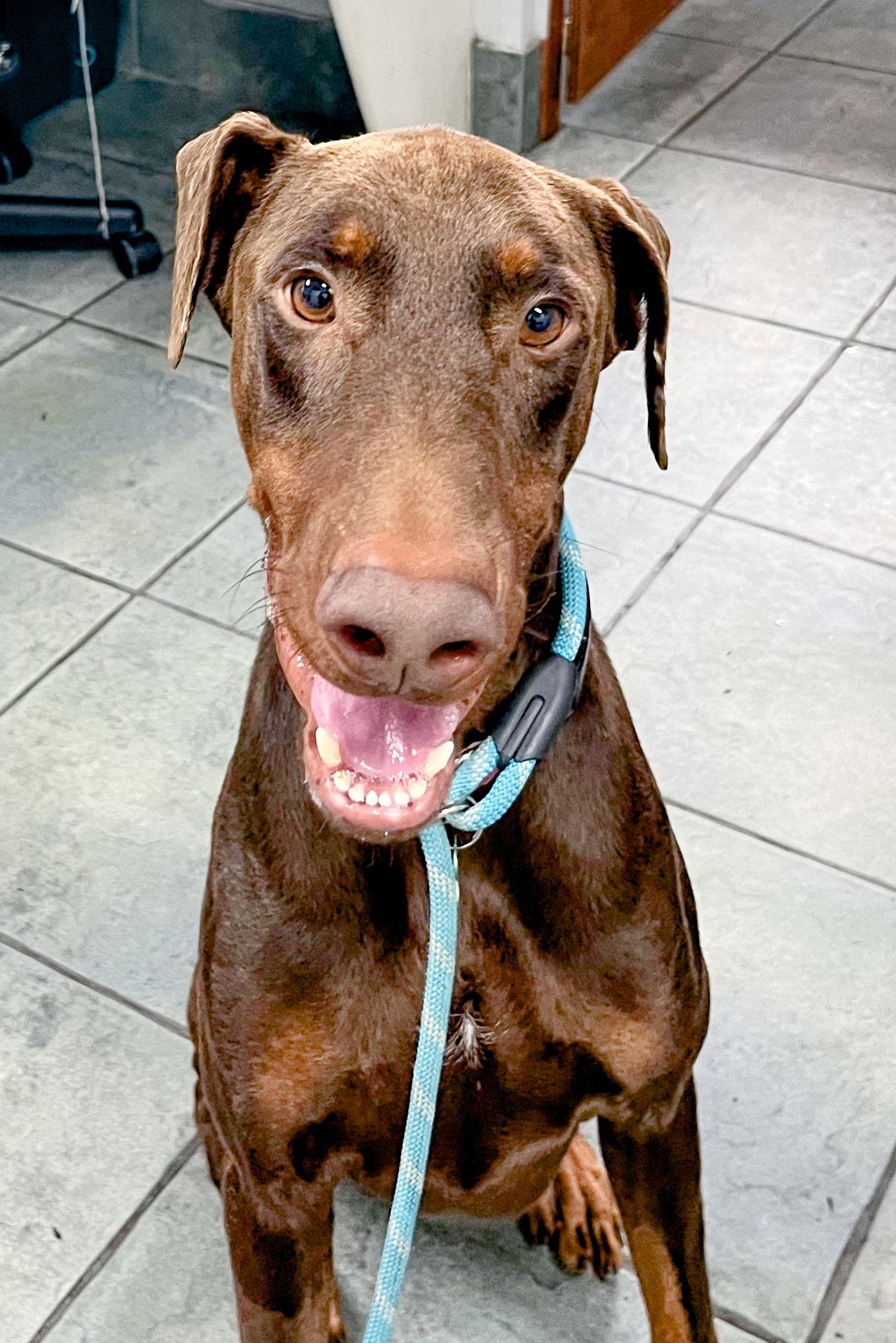 Enlarge Jack 3265, a Adoptable Doberman Pinscher in Oakland Park, FL image 3/3