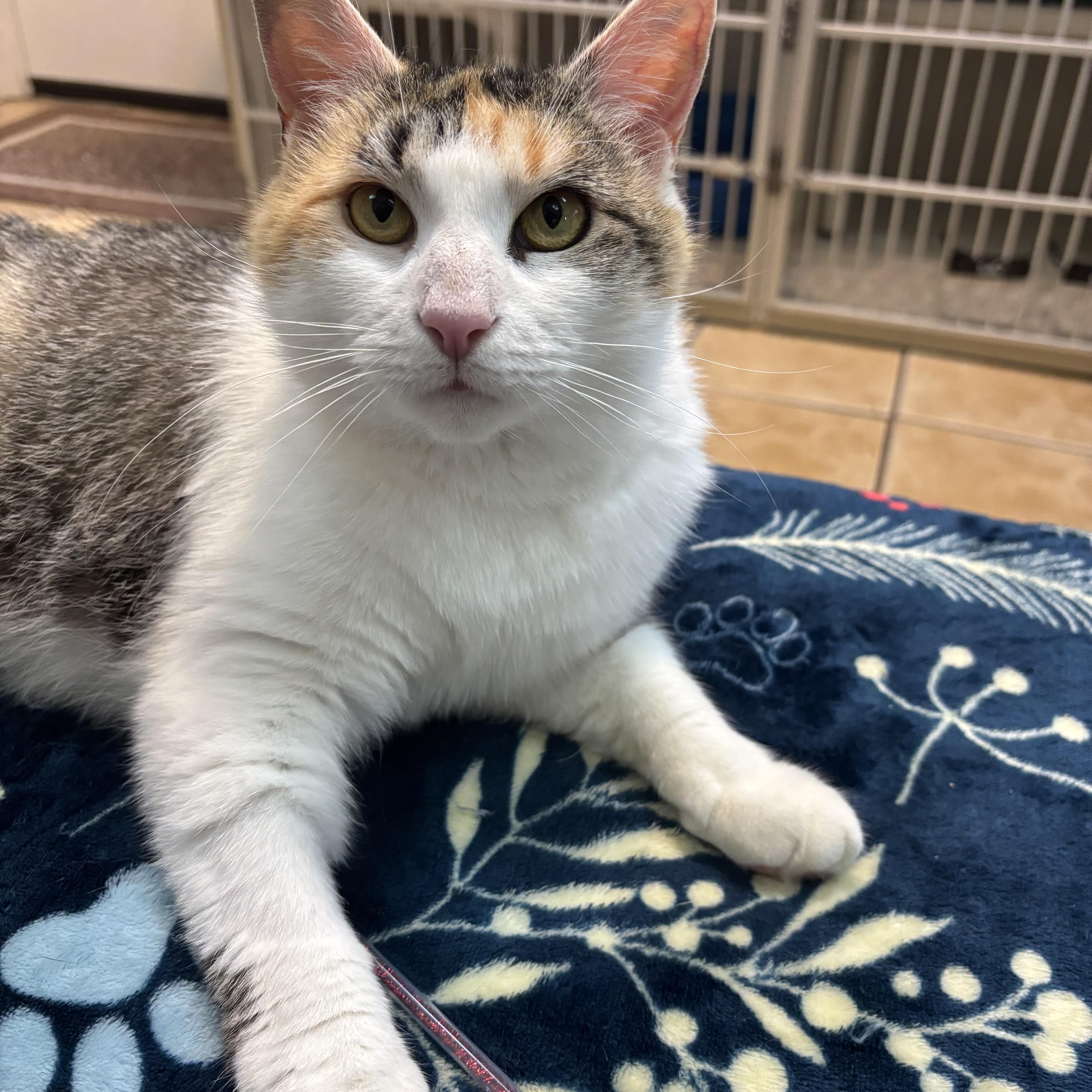 CEECEE, Young Female Domestic Short Hair