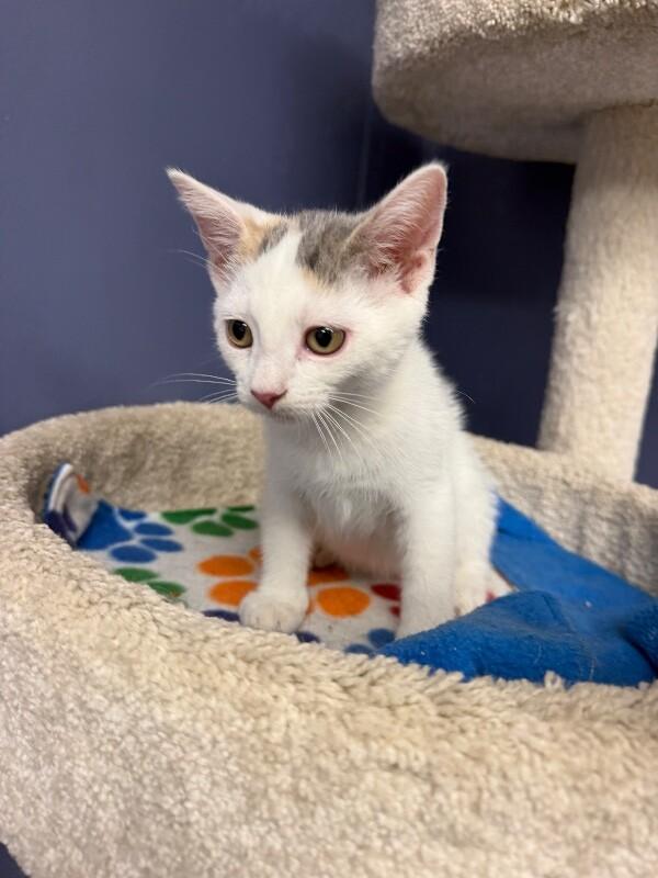 Audra, Adoptable, Kitten Female Domestic Short Hair.