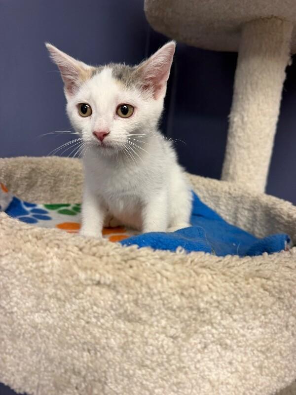 Audra, a Adoptable Domestic Short Hair in Belton, MO image 2/4