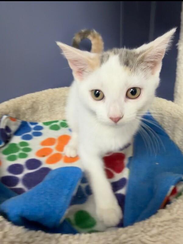 Audra, a Adoptable Domestic Short Hair in Belton, MO image 3/4