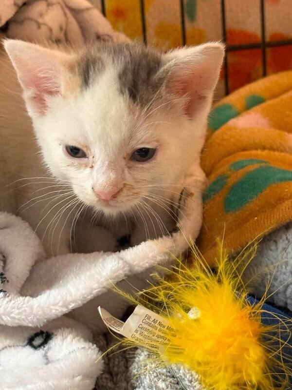 Audra, a Adoptable Domestic Short Hair in Belton, MO image 4/4