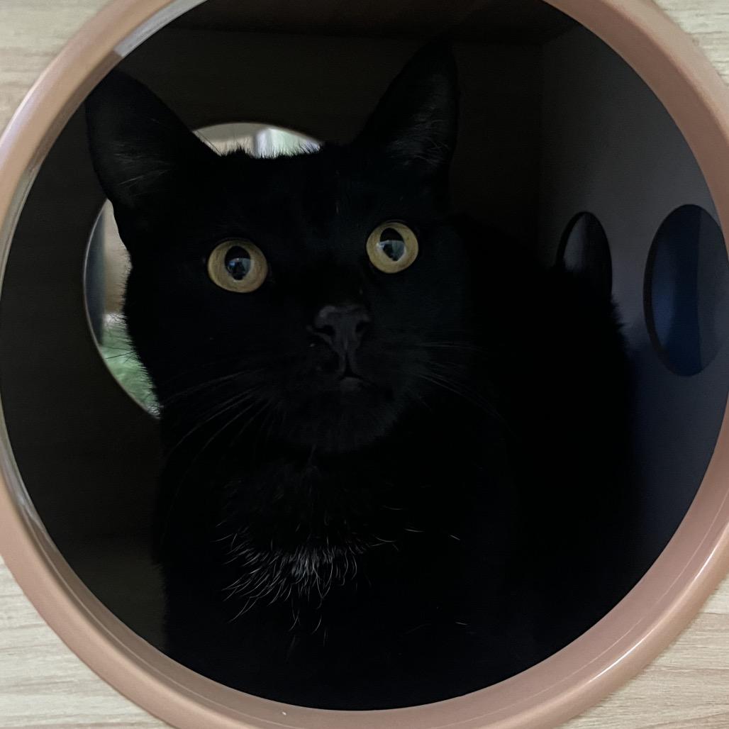 Enlarge Charlie, a Adoptable Domestic Short Hair in Yucca Valley, CA image 1/5