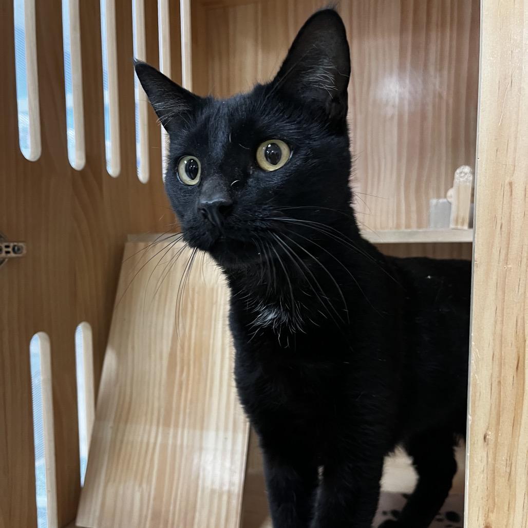 Enlarge Charlie, a Adoptable Domestic Short Hair in Yucca Valley, CA image 2/5