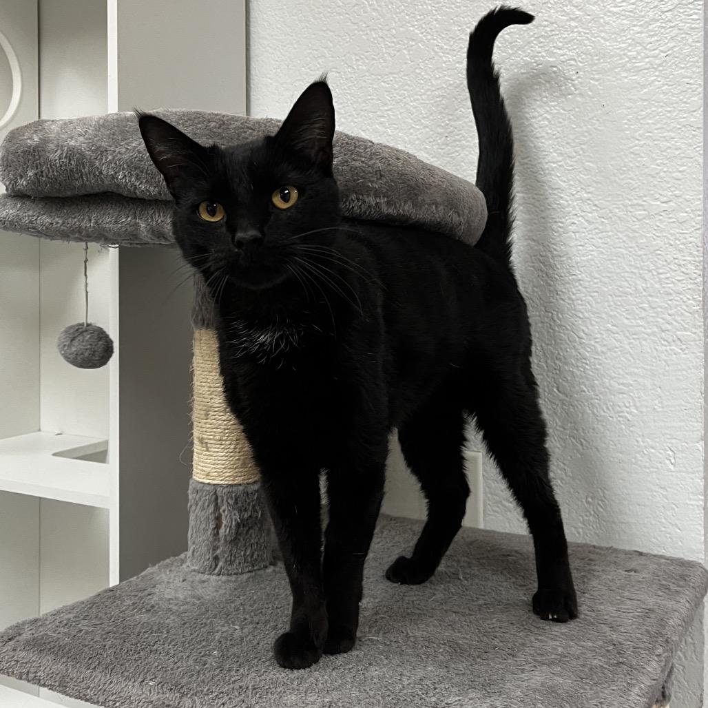 Enlarge Charlie, a Adoptable Domestic Short Hair in Yucca Valley, CA image 3/5