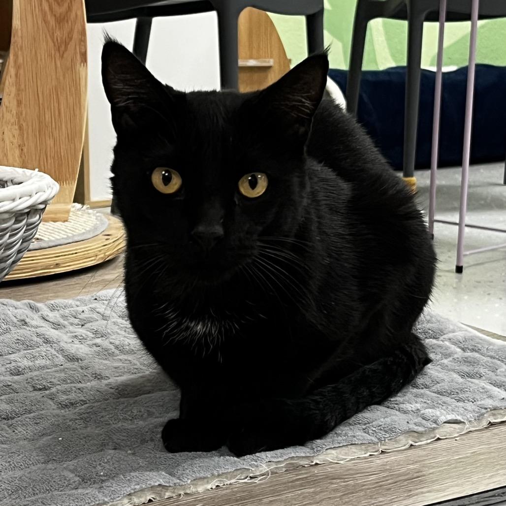 Enlarge Charlie, a Adoptable Domestic Short Hair in Yucca Valley, CA image 4/5