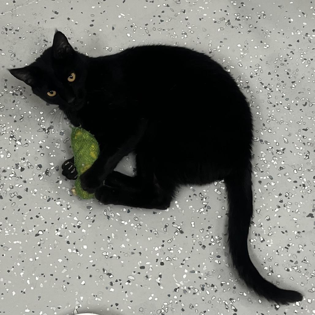 Enlarge Charlie, a Adoptable Domestic Short Hair in Yucca Valley, CA image 5/5