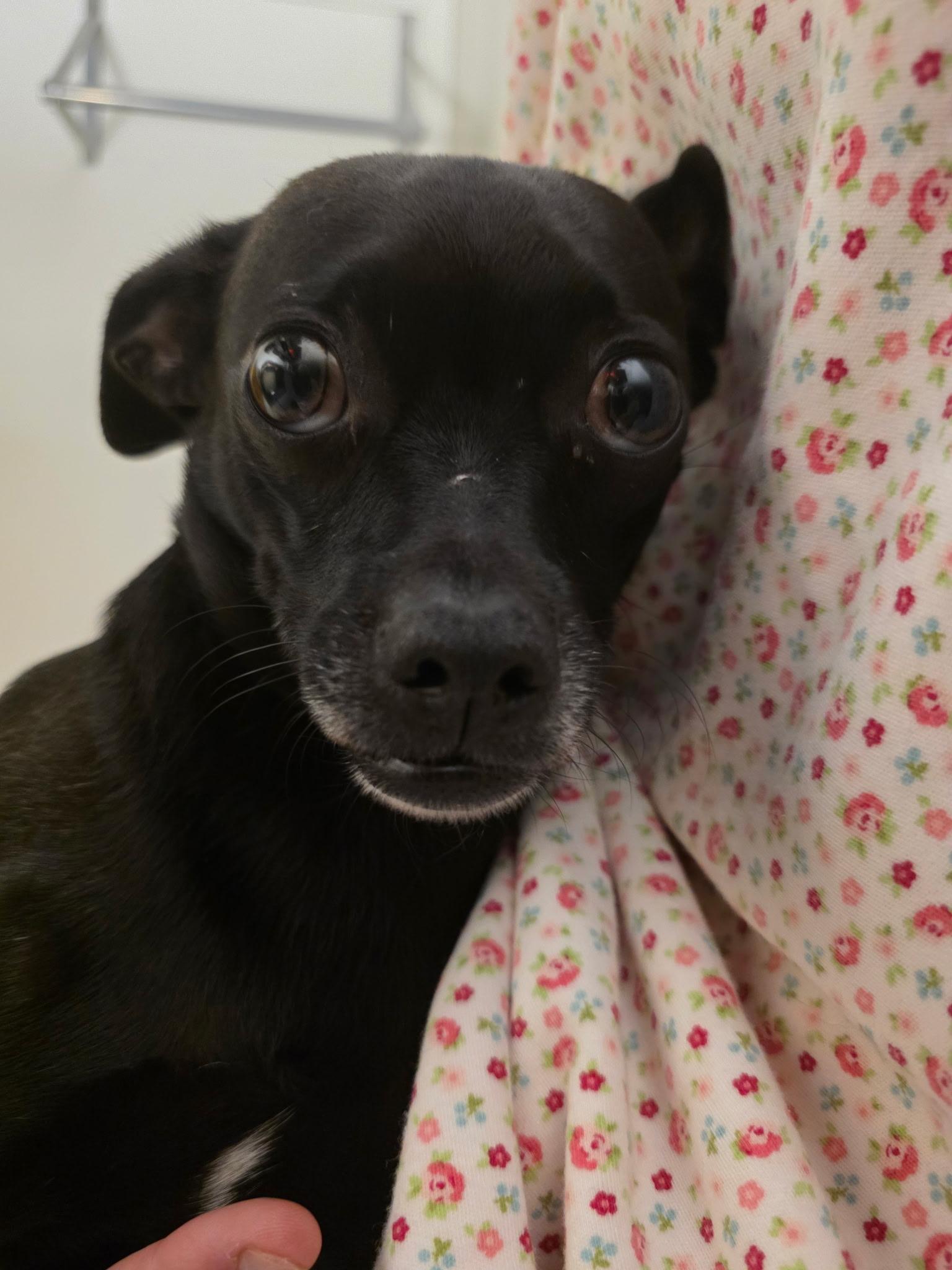 Enlarge Sarah, a Adoptable mixed breed in Murrieta, CA image 1/1