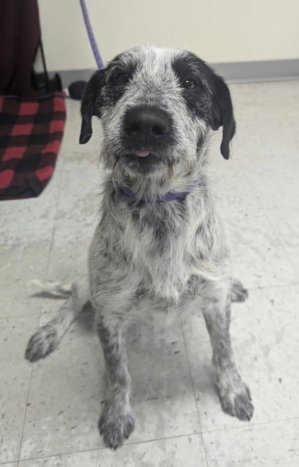 Enlarge *Glow*, a Adoptable mixed breed in Salt Lake City, UT image 1/1