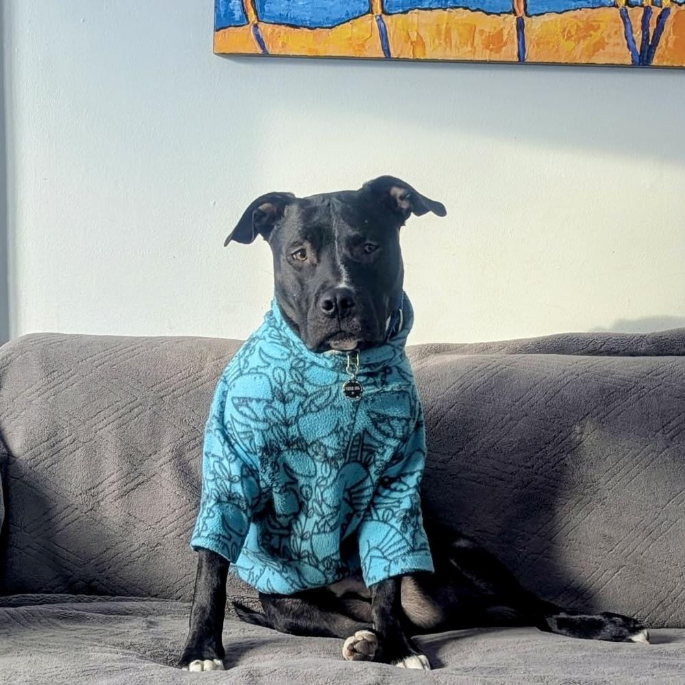 Larry, Adoptable, Young Male Pit Bull Terrier.