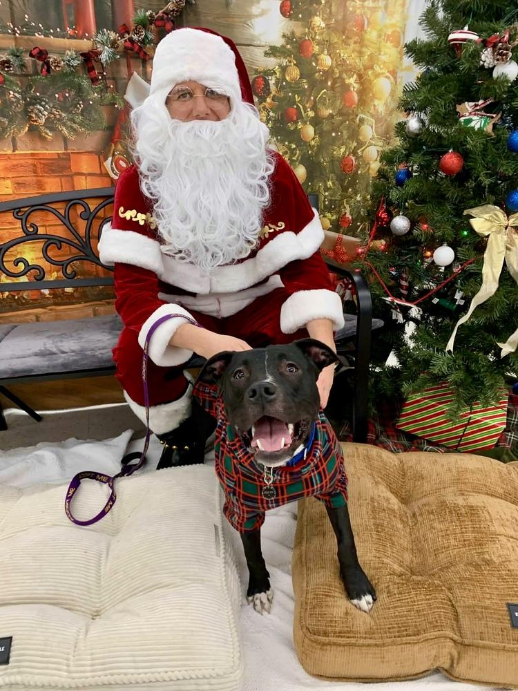 Larry, Adoptable, Young Male Pit Bull Terrier.