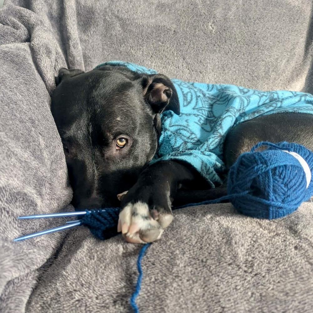 Enlarge Larry, a Adoptable mixed breed in Grand Rapids, MI image 2/6