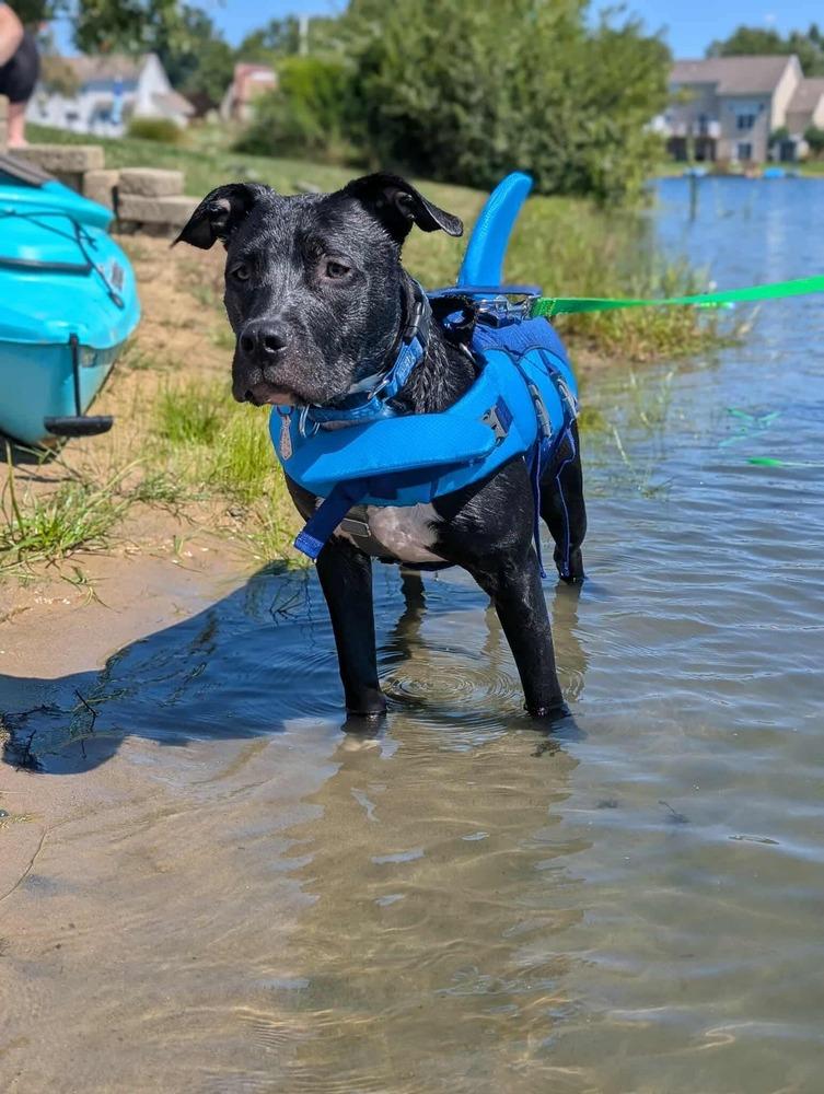 Enlarge Larry, a Adoptable mixed breed in Grand Rapids, MI image 2/6