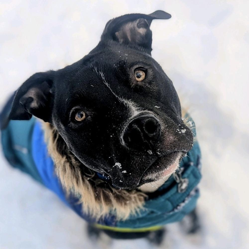 Enlarge Larry, a Adoptable mixed breed in Grand Rapids, MI image 3/6
