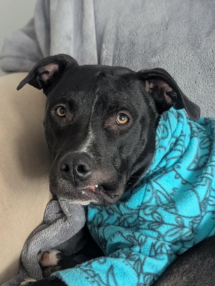 Enlarge Larry, a Adoptable mixed breed in Grand Rapids, MI image 4/6