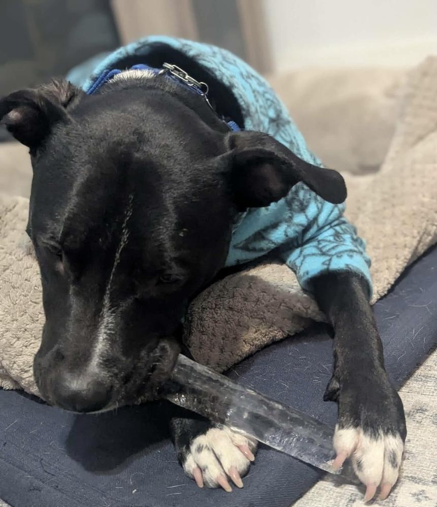 Enlarge Larry, a Adoptable mixed breed in Grand Rapids, MI image 5/6