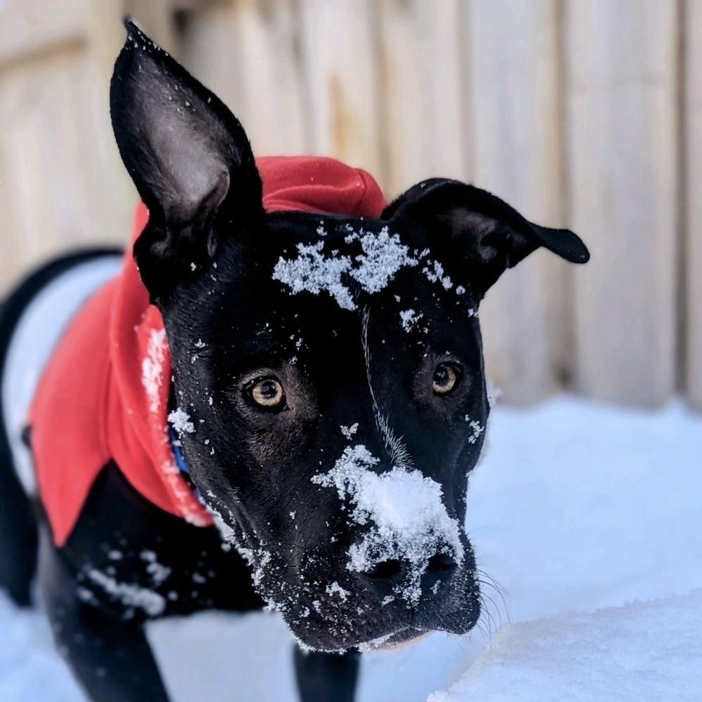 Enlarge Larry, a Adoptable mixed breed in Grand Rapids, MI image 6/6