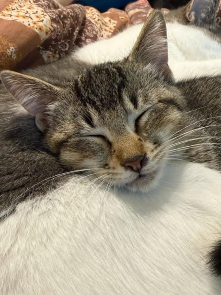 Enlarge Gerri, a Adoptable Domestic Short Hair in Crystal, MN image 3/3