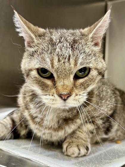 Cora, Adoptable, Senior Female Domestic Short Hair.
