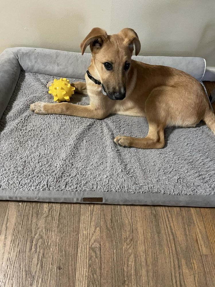 Vern, Adoptable, Puppy Male Shepherd.