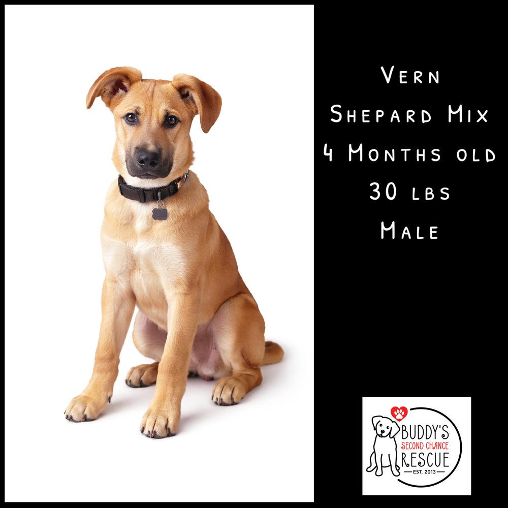 Vern, a Adoptable mixed breed in Amherst, NY image 2/6