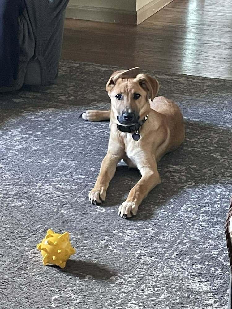 Vern, a Adoptable mixed breed in Amherst, NY image 3/6