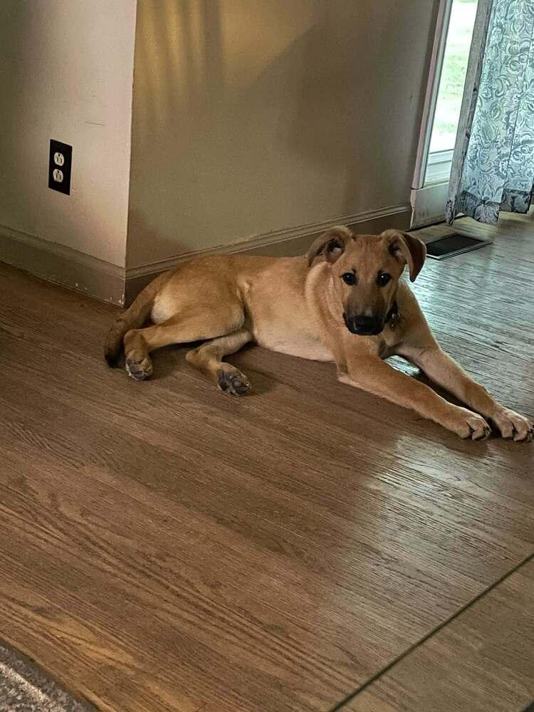 Vern, a Adoptable mixed breed in Amherst, NY image 4/6