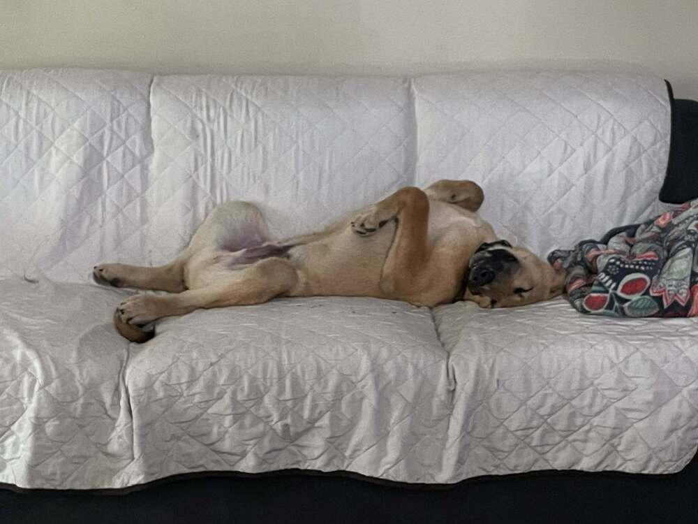 Vern, a Adoptable mixed breed in Amherst, NY image 5/6