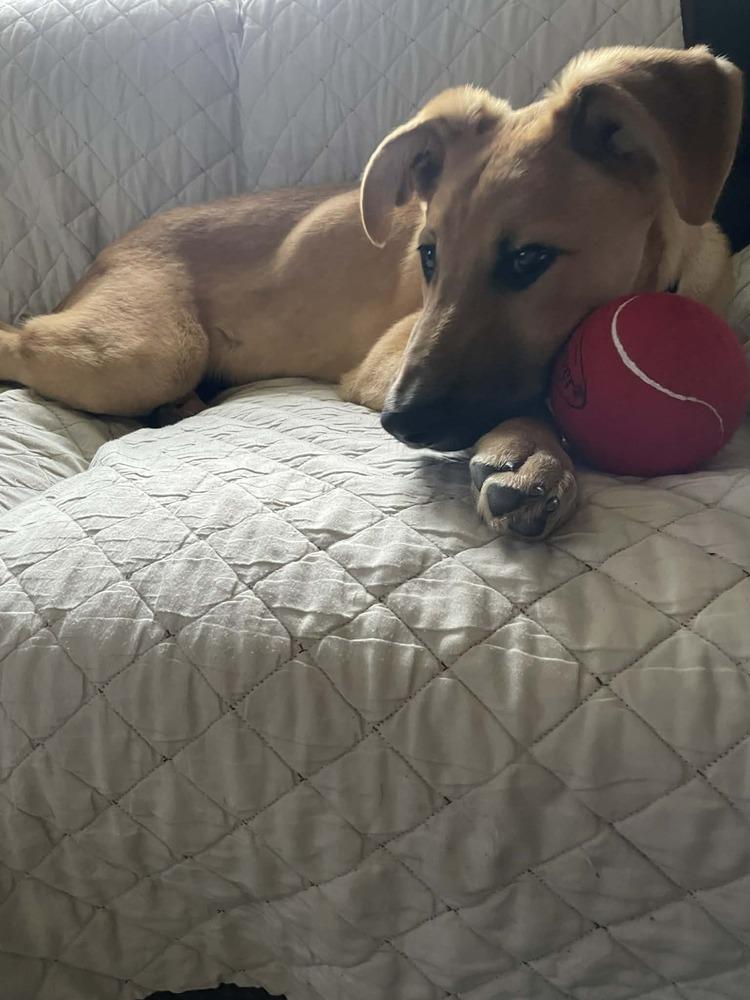 Vern, a Adoptable mixed breed in Amherst, NY image 6/6