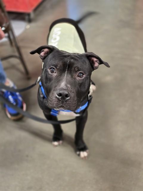 MICAH, Adoptable, Adult Male Pit Bull Terrier & Mixed Breed.