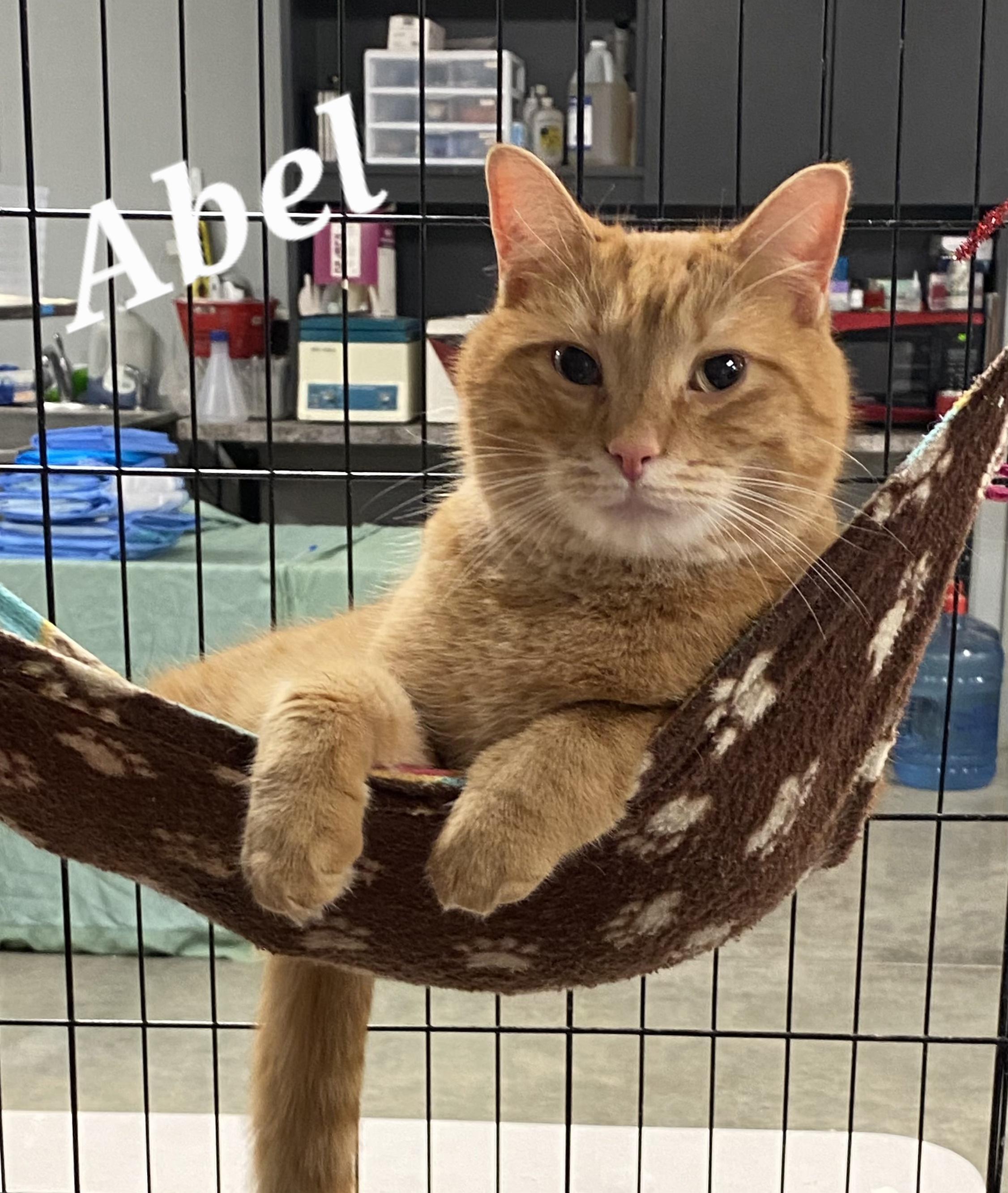 Abel, Adult Male unknown