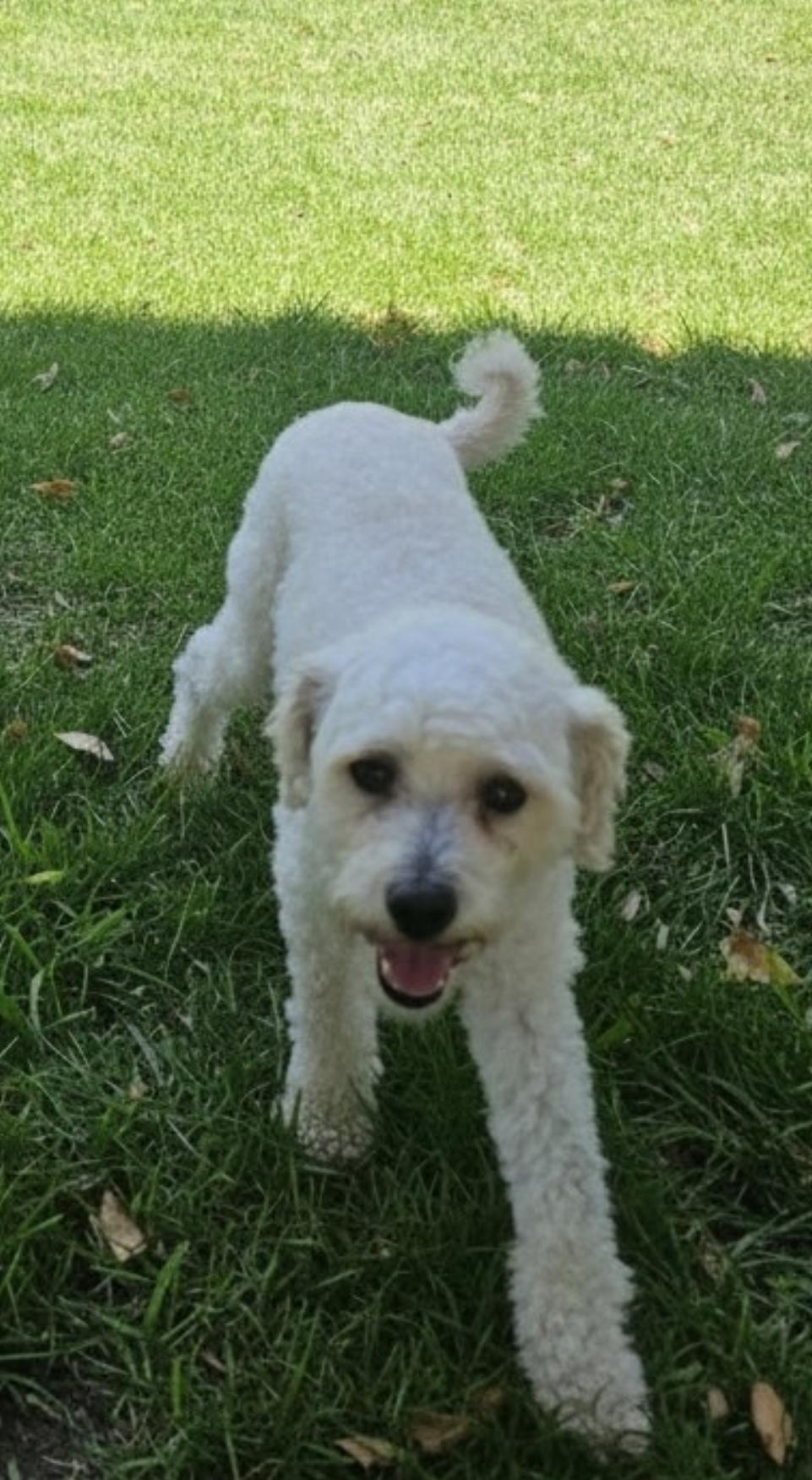Angel, a ADOPTABLE Miniature Poodle in Hawthorne, CA image 1/2