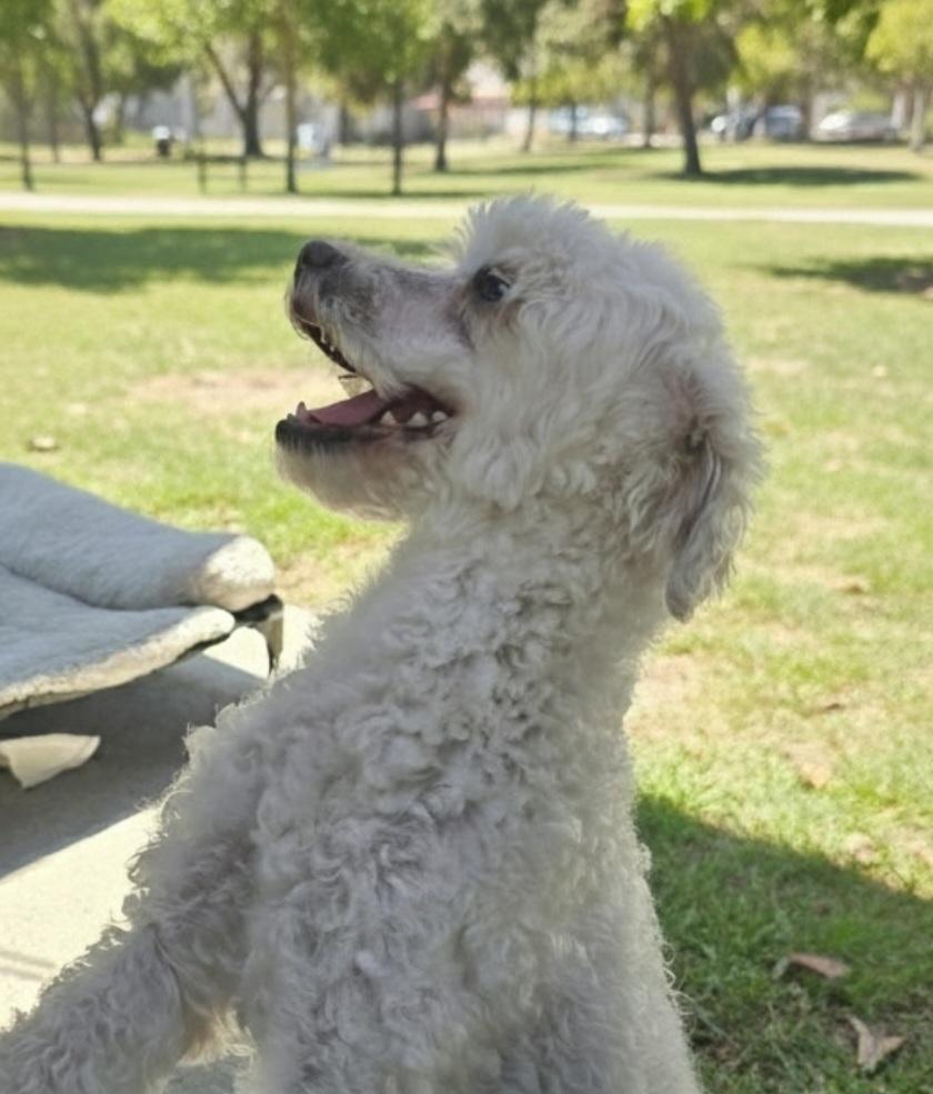 Angel, a ADOPTABLE Miniature Poodle in Hawthorne, CA image 2/2