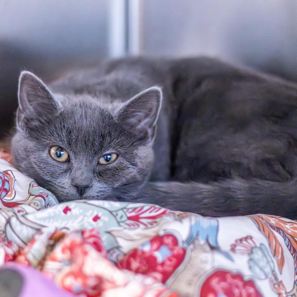 Sirocco, Adoptable, Kitten Female Domestic Short Hair.