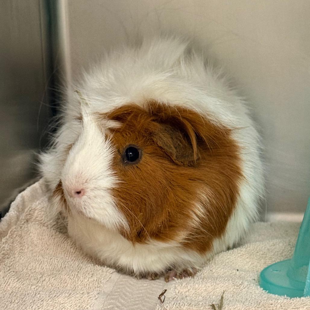 Enlarge Gurimo, a Adoptable Guinea Pig in Cheyenne, WY image 1/1