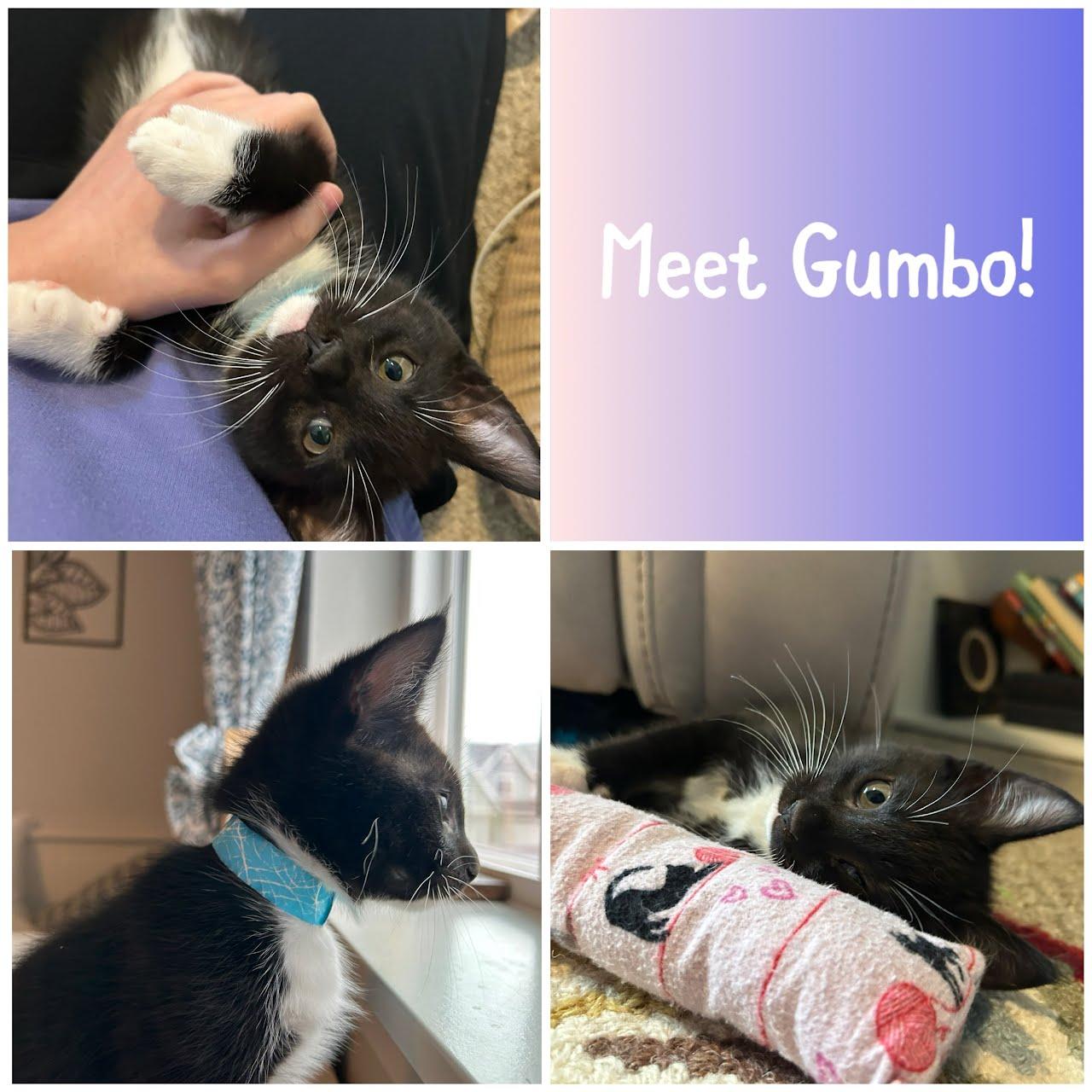 Enlarge Gumbo, a Adoptable Domestic Short Hair in Newberg, OR image 1/1