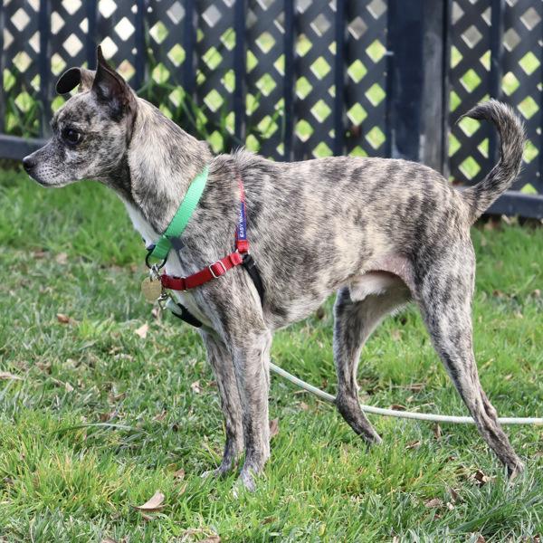 Pepito, Adoptable, Adult Male Chihuahua & Italian Greyhound.
